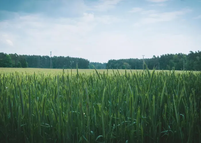 Vilka Petra Pod Bezdezem